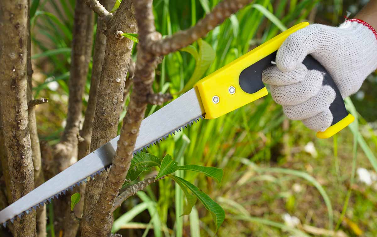 Обрезка сада – какие инструменты нужны