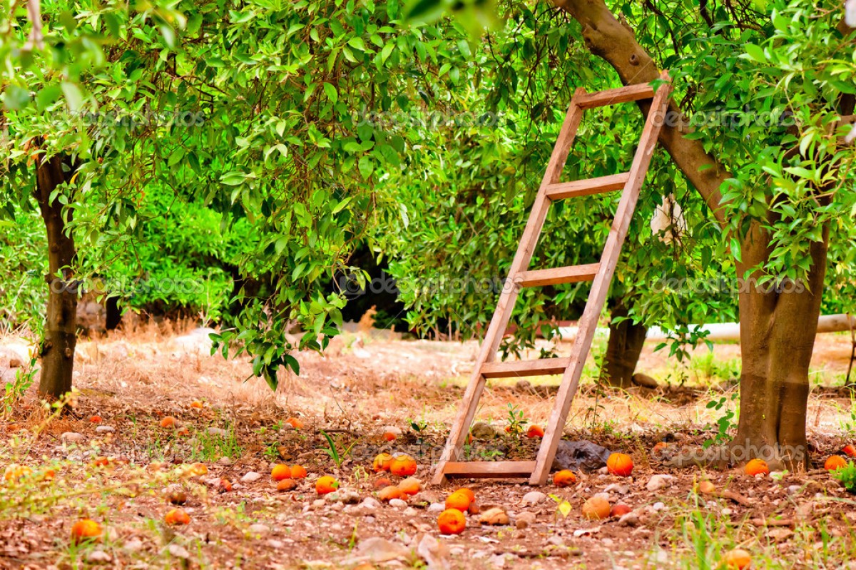 Лестница для сбора фруктов с деревьев